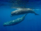 Sperm whales can take over an hour to decide on whether to turn right