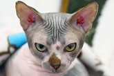 Your cat may not show it – but it definitely knows your scent