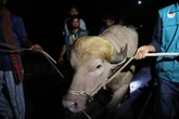 Albino buffalo nicknamed ‘Donald Trump’ ​spared Eid sacrifice