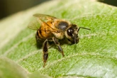 Killer bees spread in the US, drawn north by rising temperatures
