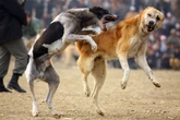 South Korean town rattled by wrong alert over ‘70 dogs’ on loose