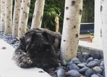 Family sues pet sitters after beloved dog drowns in pool