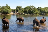 Tourist crushed to death between fighting elephants in India