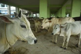 Beef disappears from menus as BJP brings rapid changes in West Bengal