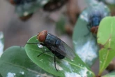 US set to open Texas ‘fly factory’ in bid to breed millions of insects