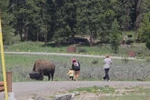Outrage after ‘touron’ walks toddler up to bison inside Yellowstone