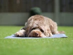 Dogs can distinguish between deliberate acts and accidents