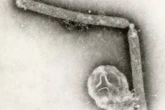 Mystery over sudden drop in bird flu cases across the US