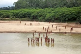 Uncontacted Amazon tribe enters another village: ‘They are in danger’