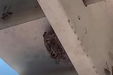 Radioactive wasps found at South Carolina nuclear facility