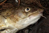Humans have forced cod to shrink in size by half since 1990s