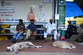 How a court’s ruling ripped open India’s debate over stray dogs