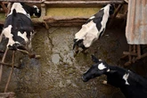Development banks ‘fund industrial livestock despite climate promises’
