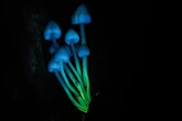 All creatures found to emit strange glow that extinguishes on death