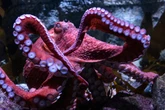 Heartbreak as dying octopus cares for eggs that will never hatch