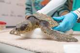 Hundreds of turtles with hypothermia are washing up in Massachusetts