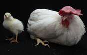 Chicks grown without eggshells in breakthrough for stem cell research