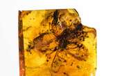 Flower trapped in amber for 34 million years is ‘extraordinary and beautiful’