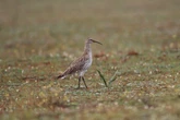 The once-widespread species that has been declared globally extinct