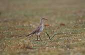 Bird species thought to be extinct in first recorded case