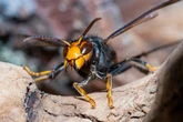 Ministers urged to tackle surge in Asian hornets