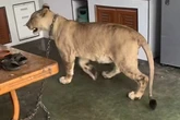 Thailand seizes influencer’s lioness after animal attacks two people