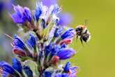 Stressed bees make pessimistic choices, research shows