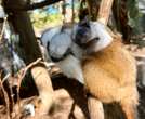 Critically endangered twin monkeys are born at the Chattanooga Zoo