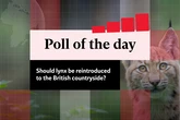 Poll: Should lynx be reintroduced to the British countryside?