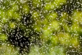 Flying ant day 2025: When is it and why does it happen?