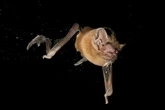 Tiny backpacks worn by bats revealed a shocking secret