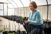 Trees destroyed by disease could be saved by breakthrough discovery