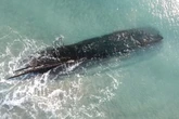 Child with metal detector finds nearly 200-year-old shipwreck