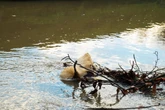 Increased temperatures harming fish and wildlife in UK’s rivers