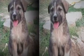 Hero dog saves 67 lives before landslide flattens Himalayan village