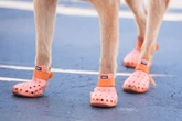 Police dogs given booties for protection during Club World Cup