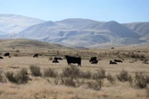 Hells Bells! America’s cattle farms are being protected by AC/DC