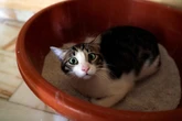 The common vegetable that could ‘wreak havoc’ on your cat’s health