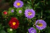 The Victorian flower making a comeback with British shoppers