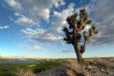 Nevada residents outraged as Joshua trees are bulldozed for solar farm