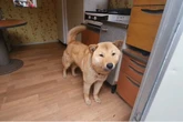 Family ‘overjoyed’ as dog finds way home 41 days after going missing