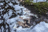 Salmon and birds killed in ‘tragic’ chemical spill on Spey tributary
