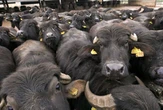 Woman saw husband and son killed by buffalo in Wales, inquest hears