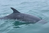 Brothers rescue swimmers from ‘boisterous’ dolphin at UK hotspot