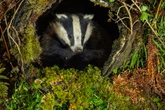 ‘Bombshell’ badger cull study review ‘disproves evidence used’