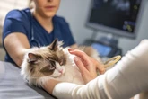 RSPCA issue warning to cat owners after 30% surge in attacks