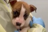 Puppy did not maul newborn to death in Queens apartment, autopsy finds