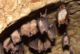 Novel coronavirus discovered in British bats