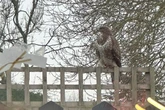 Dive-bombing buzzard forces school to ban children from playground