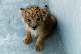 Chinese restaurant’s afternoon tea with lion cubs sparks concern